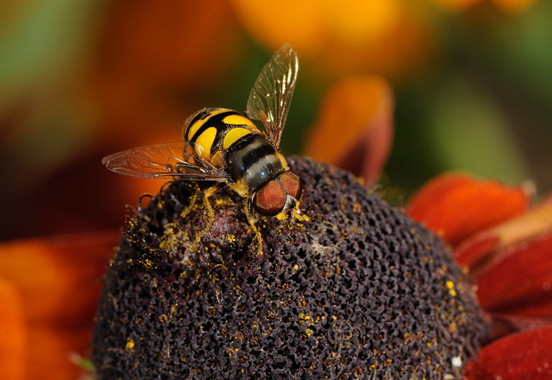 D35_6944.jpg