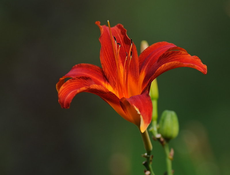 D35_7010.jpg