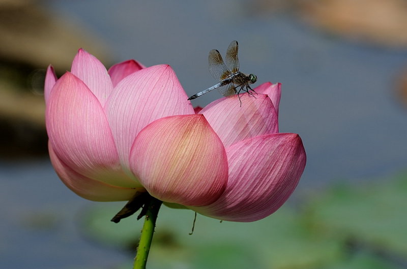 D35_7082.jpg