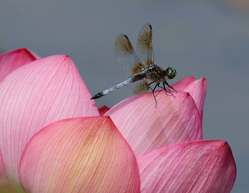 D35_7083.jpg