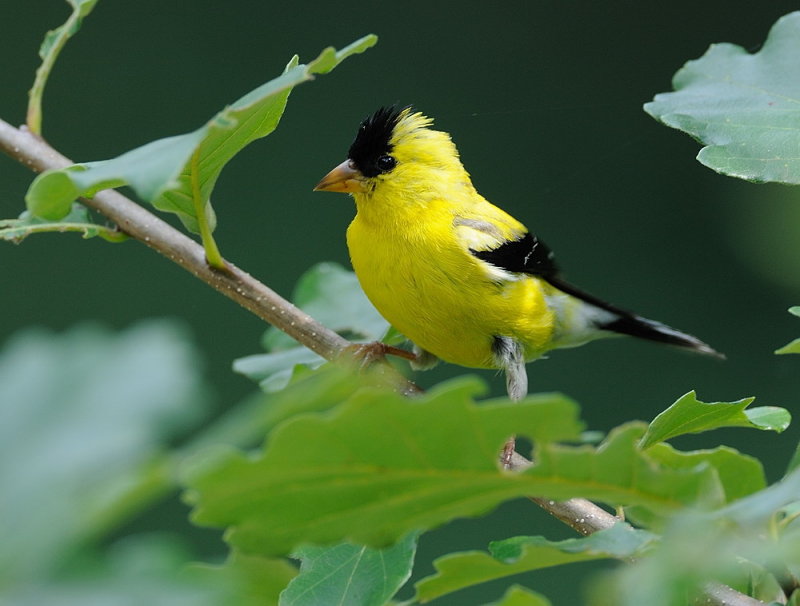 D35_7045.jpg