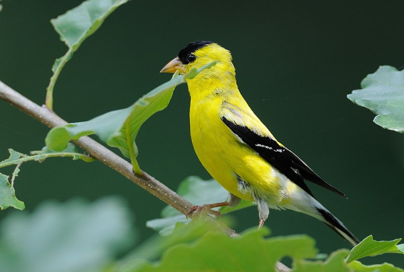 D35_7052.jpg