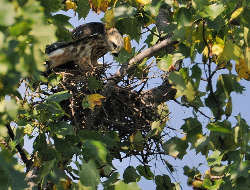 D35_7166.jpg