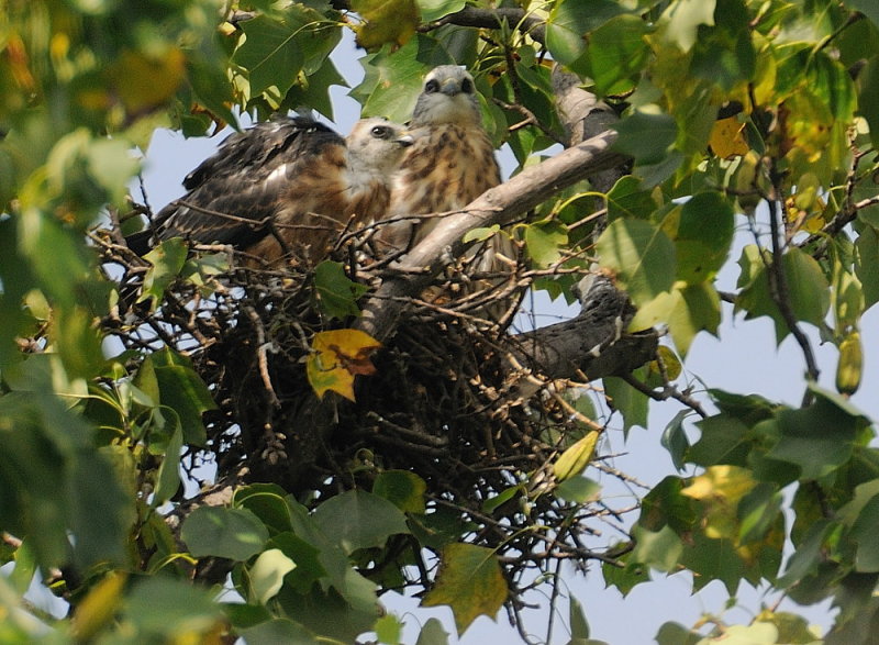 D35_7285.jpg