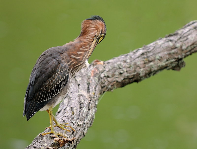 D35_7533.jpg