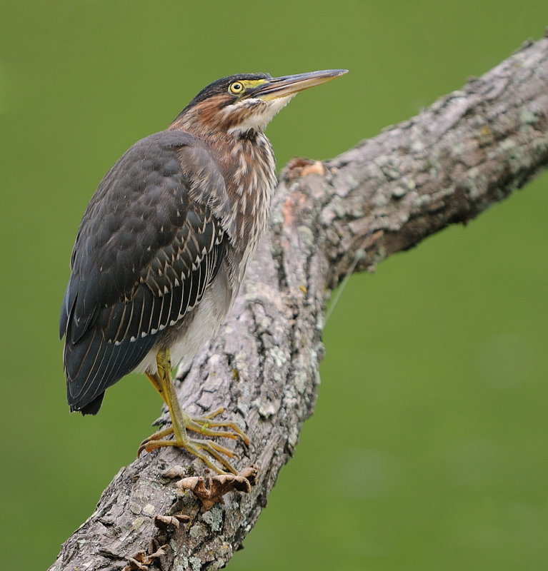D35_7545.jpg