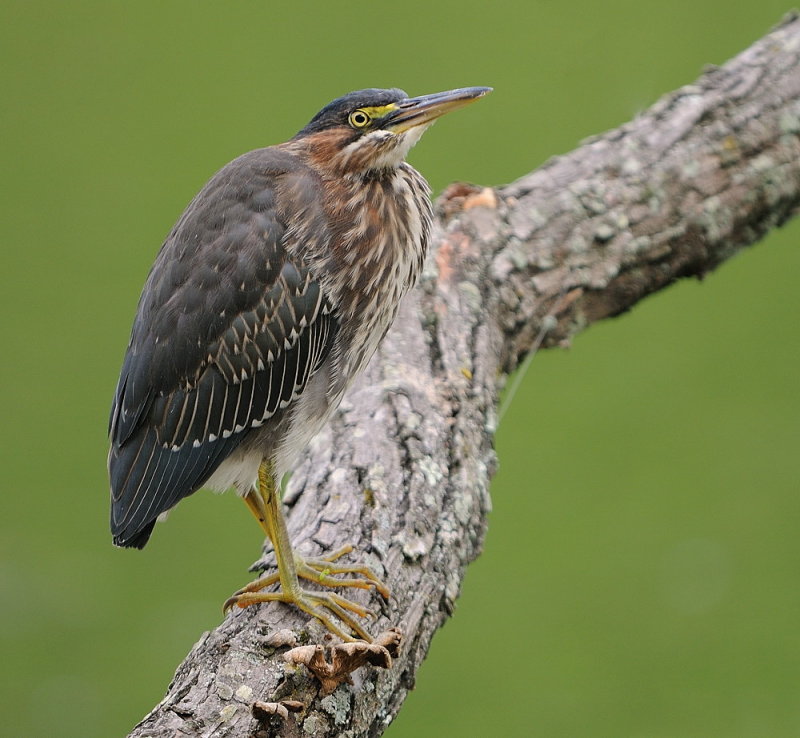 D35_7548.jpg