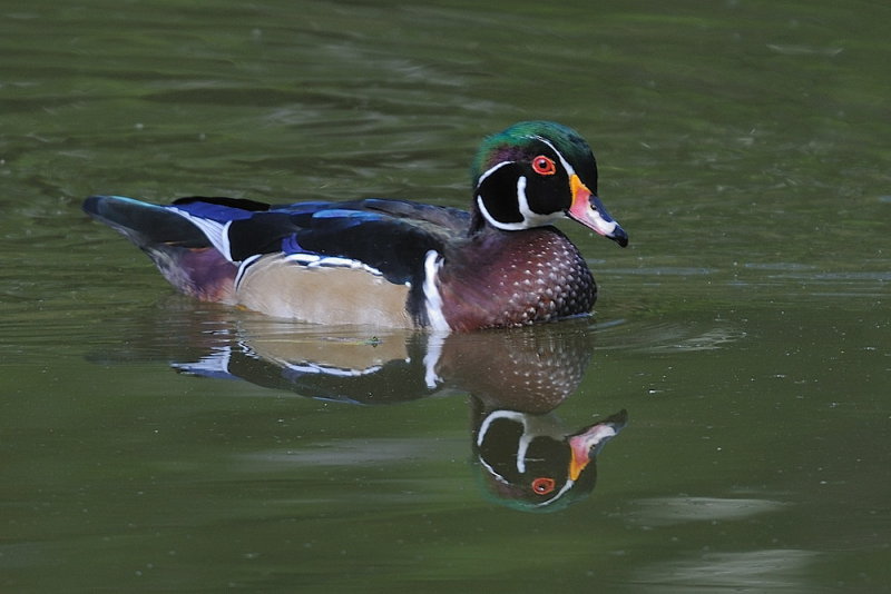 D35_9227.jpg