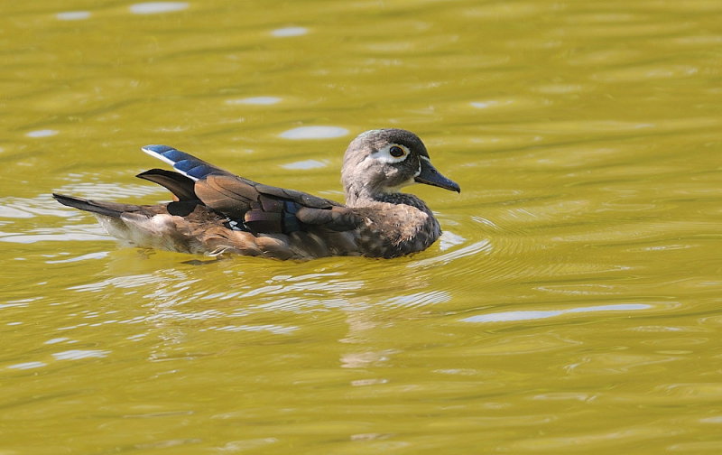 D35_9279.jpg