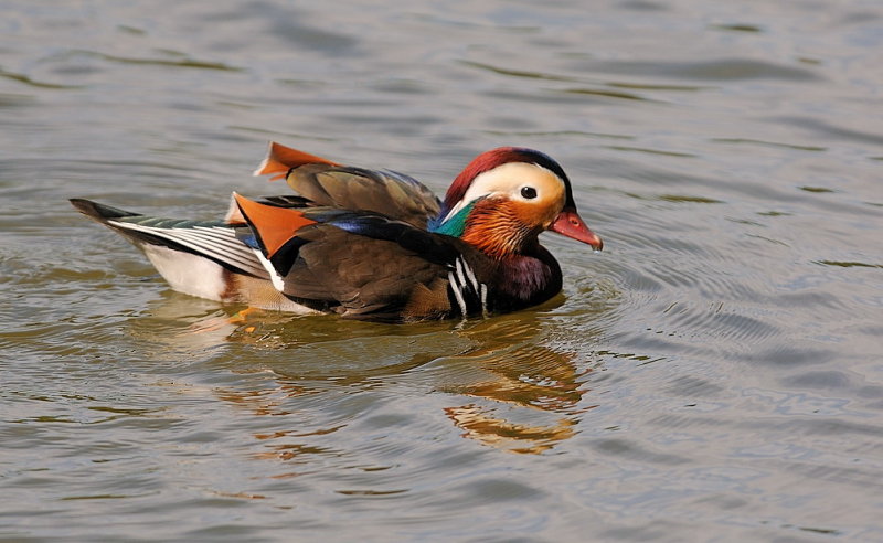 D35_9312.jpg