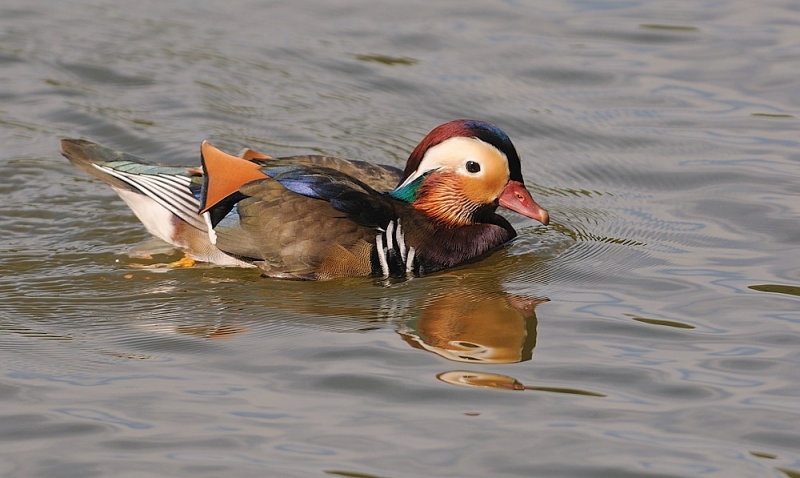 D35_9315.jpg