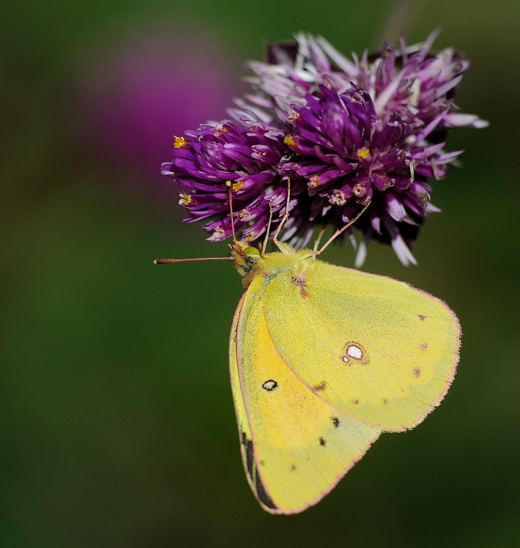 D35_9087.jpg