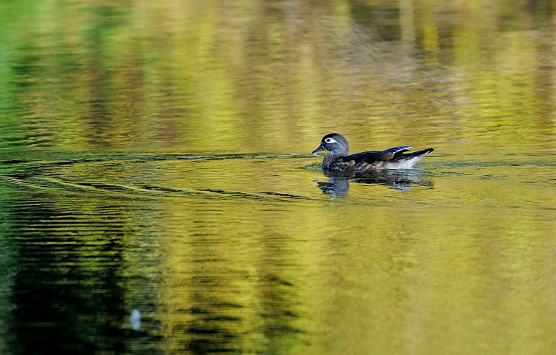D35_9896.jpg
