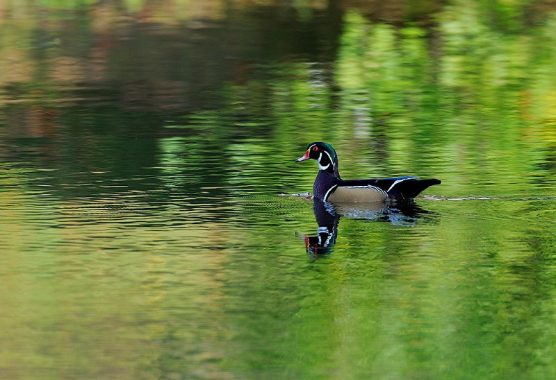 D35_9900.jpg