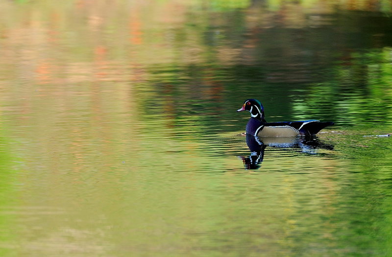 D35_9901.jpg