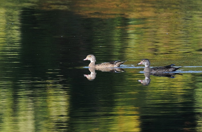 D35_9949.jpg