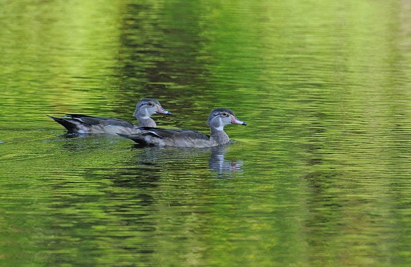 D35_9959.jpg