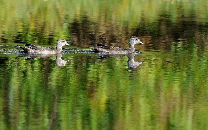 D35_9983.jpg