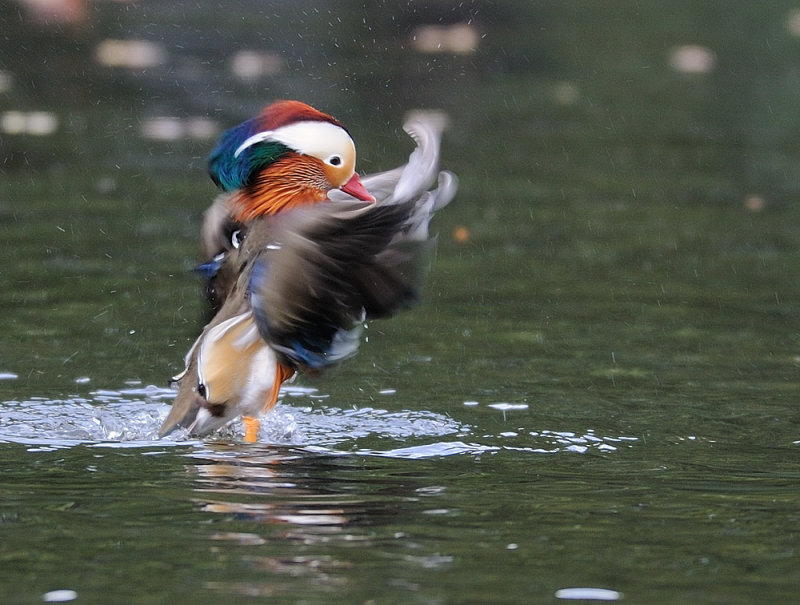 D36_1072.jpg