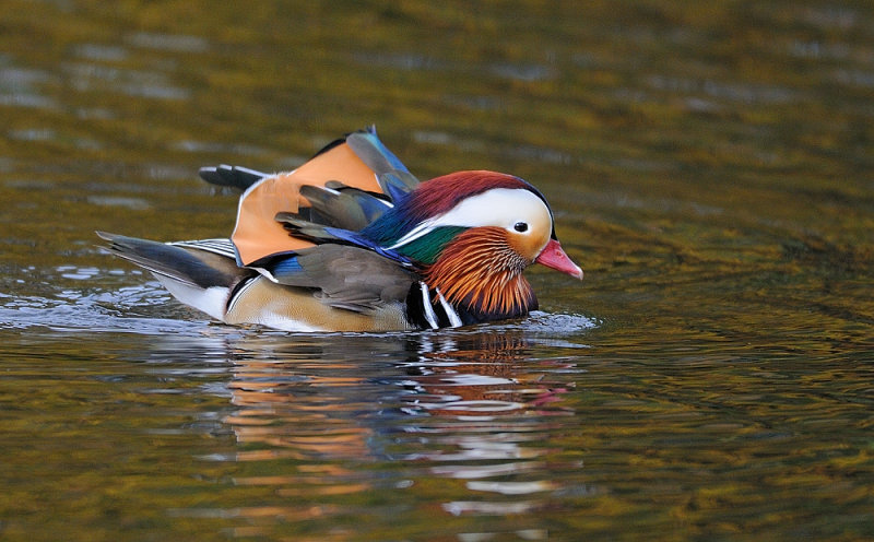 D36_1096.jpg