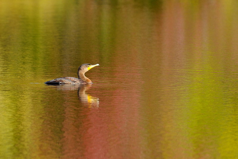 D36_1467.jpg