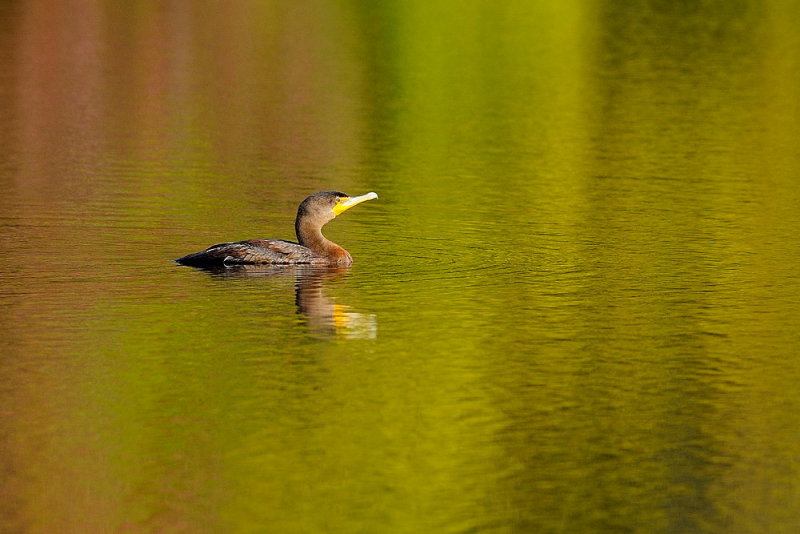 D36_1471.jpg