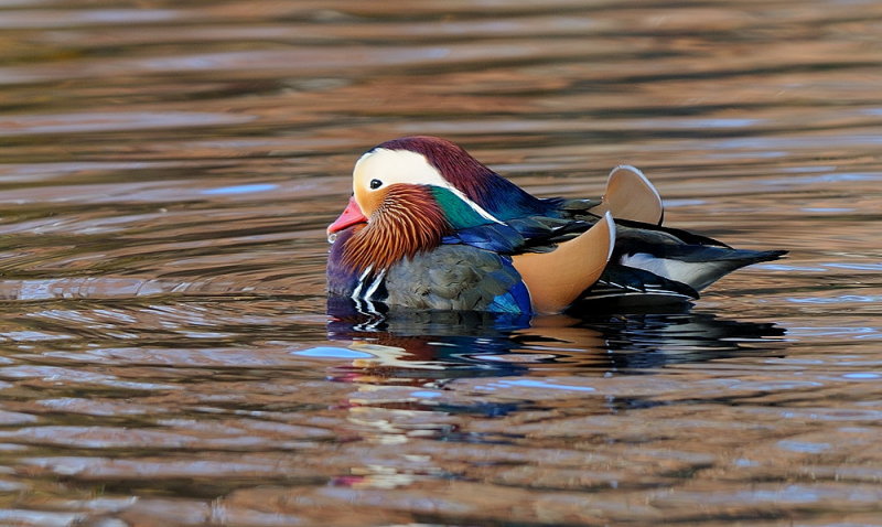 D36_2468.jpg