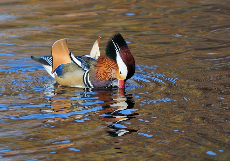D36_2480.jpg