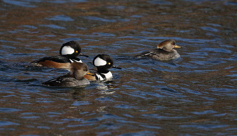 D36_2825.jpg