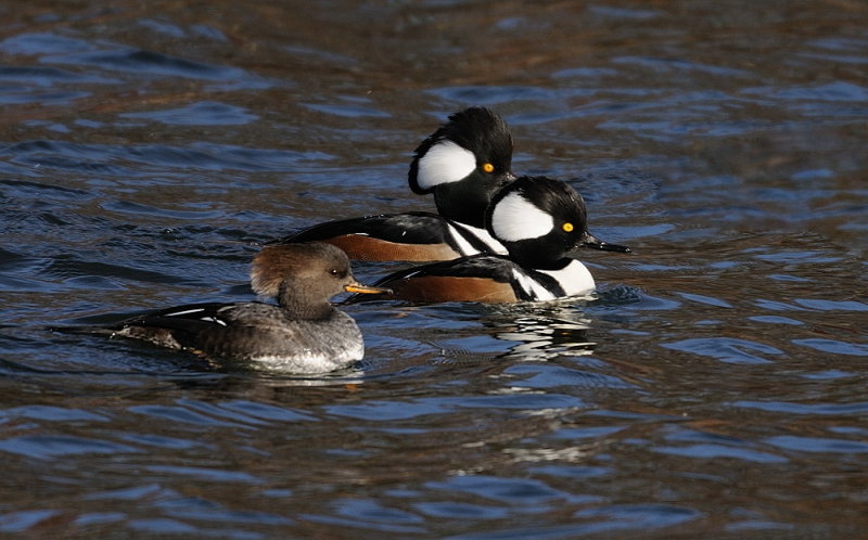 D36_2828.jpg
