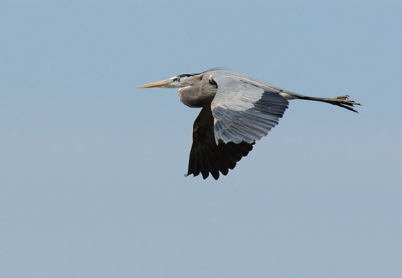 D36_4323.jpg