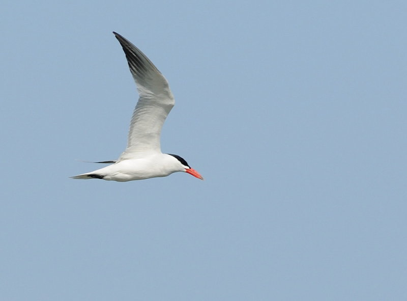 D36_4544.jpg