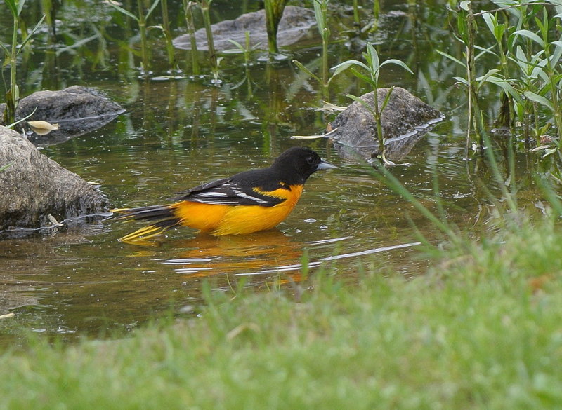 DSC_7346.jpg