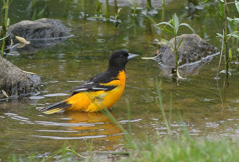 DSC_7347.jpg