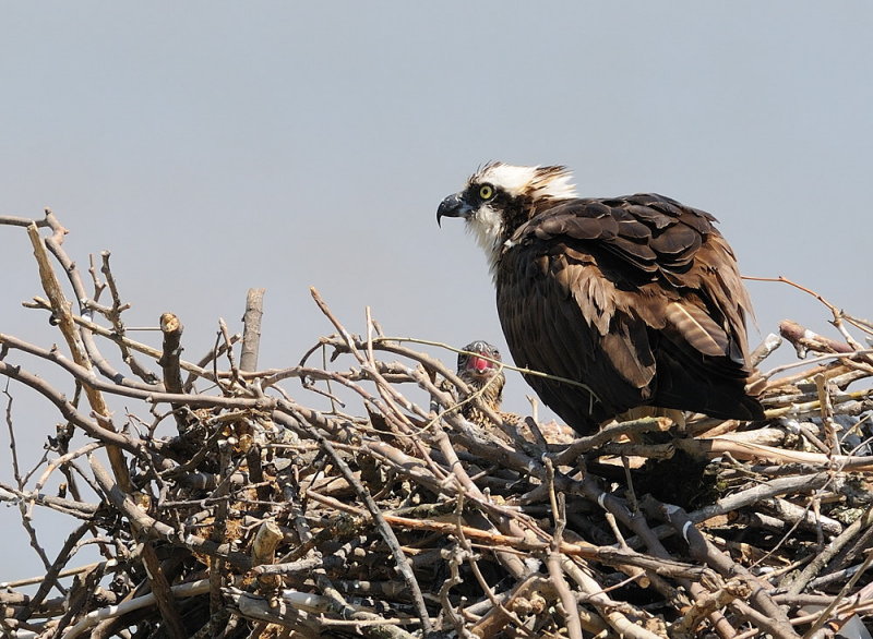 D36_5595.jpg