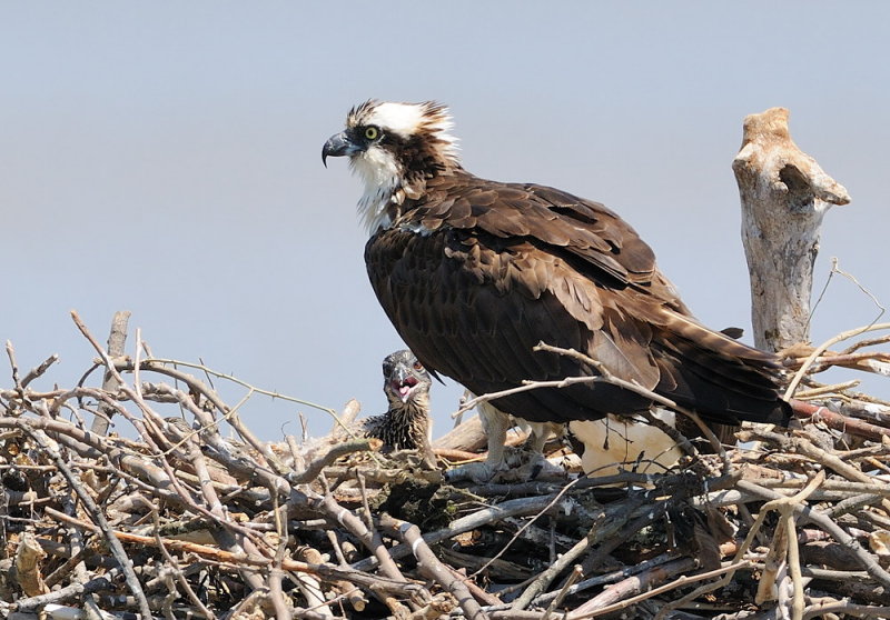 D36_5660.jpg