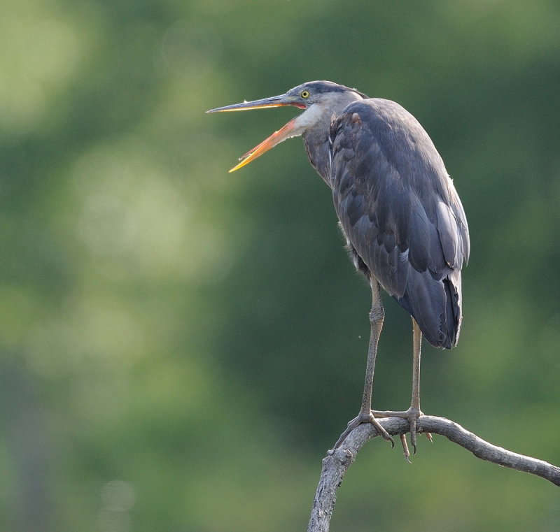 D36_6092.jpg