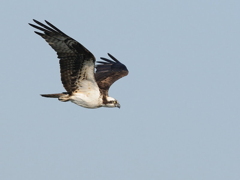 D36_7147.jpg