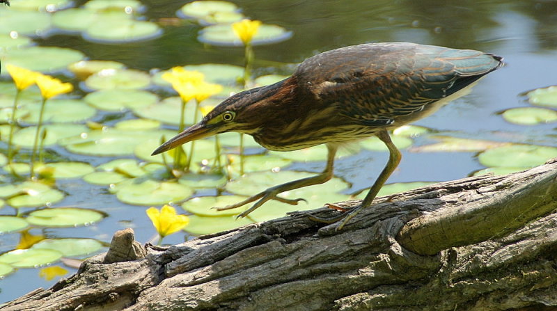DSC_7779.jpg