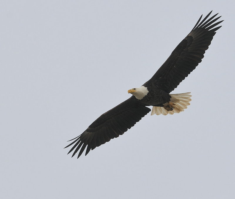 D38_2936.jpg
