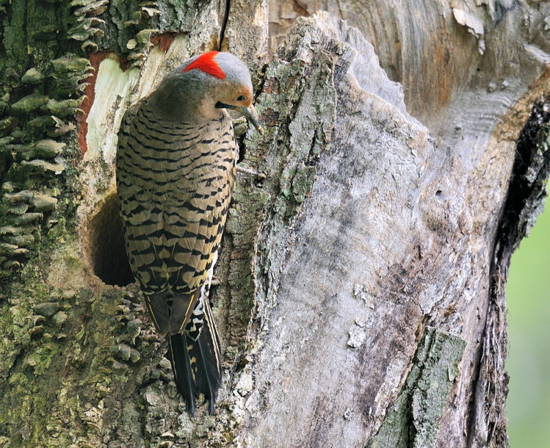 D38_5520.jpg