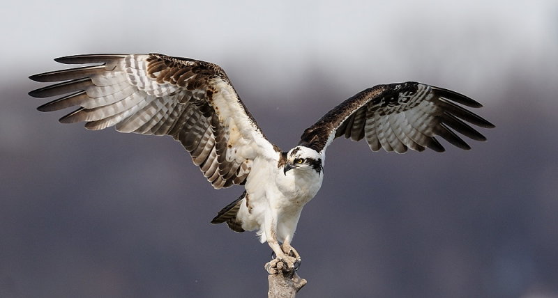 D38_3425 Crop.jpg