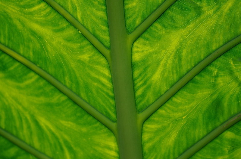 D38_6800.jpg