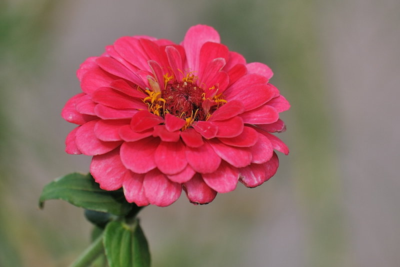 D38_6805.jpg