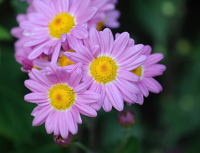 D38_6815.jpg