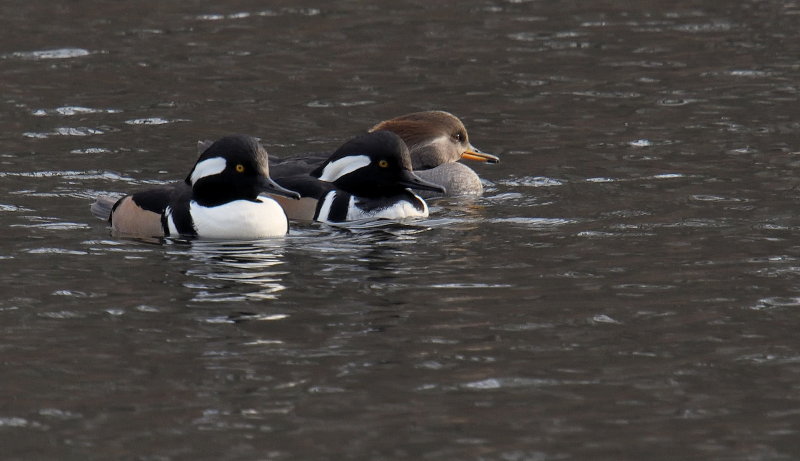D50_0545.jpg