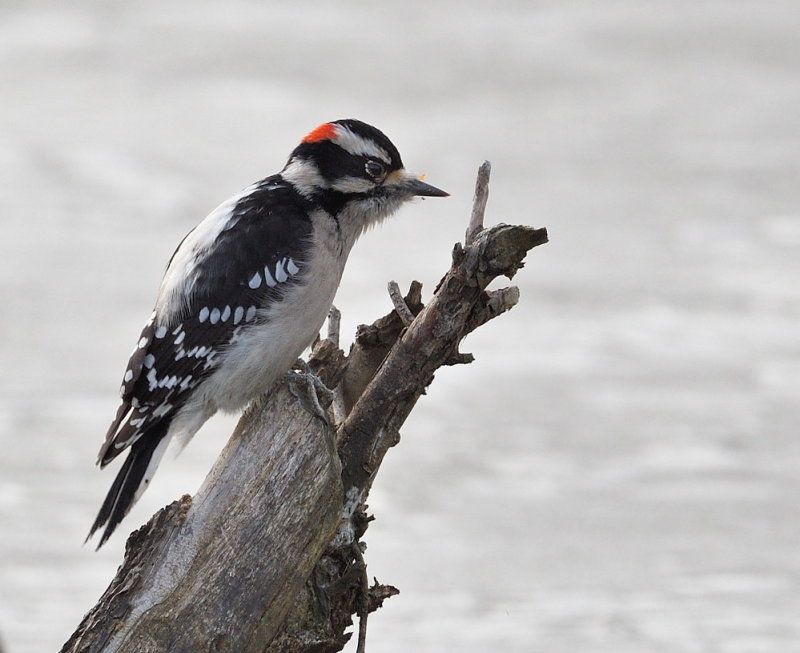 D50_0417.jpg