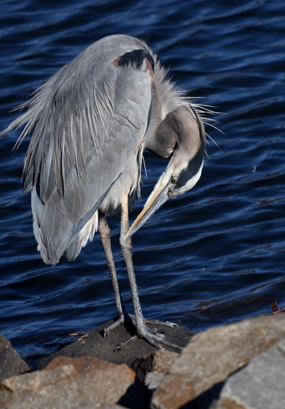 D50_0520.jpg