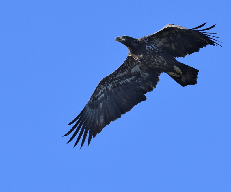 D50_1367.jpg