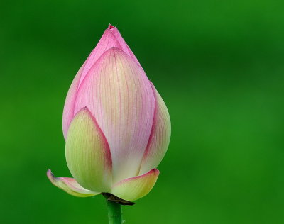 D35_6110.jpg